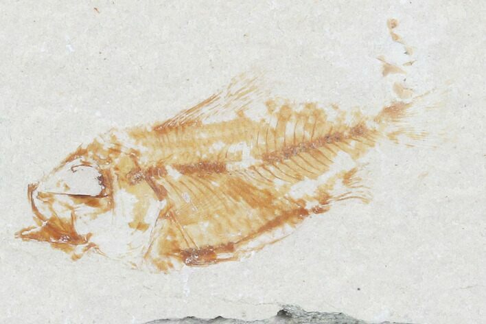 Bargain, Cretaceous Fossil Fish (Armigatus) - Lebanon #102567